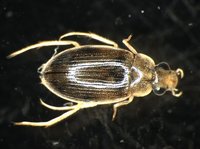 藏品(蚜蟲)的圖片